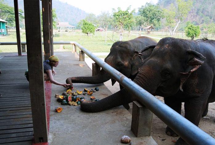 Elephant Nature Park