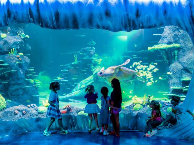 Sea-Life-Sydney-Aquarium-1